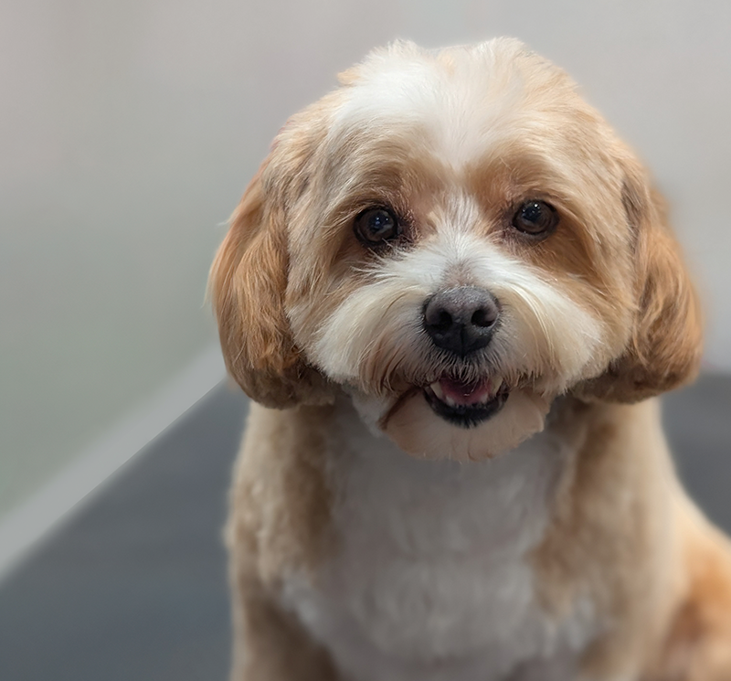 image of a freshly groomed Cavachon dog