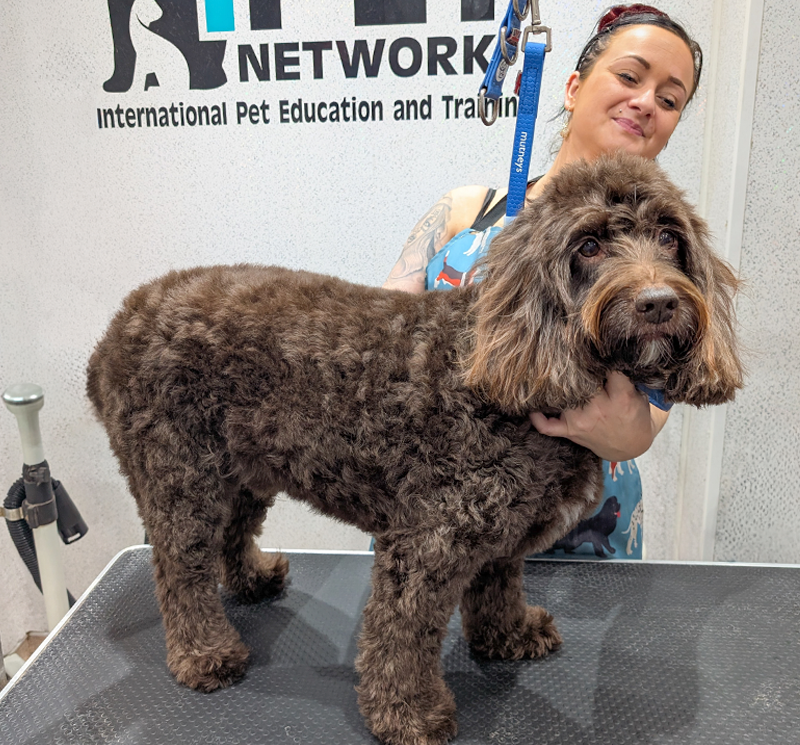 female dog grooming student proudly showing a groomed labradoodle held by blue harness on table