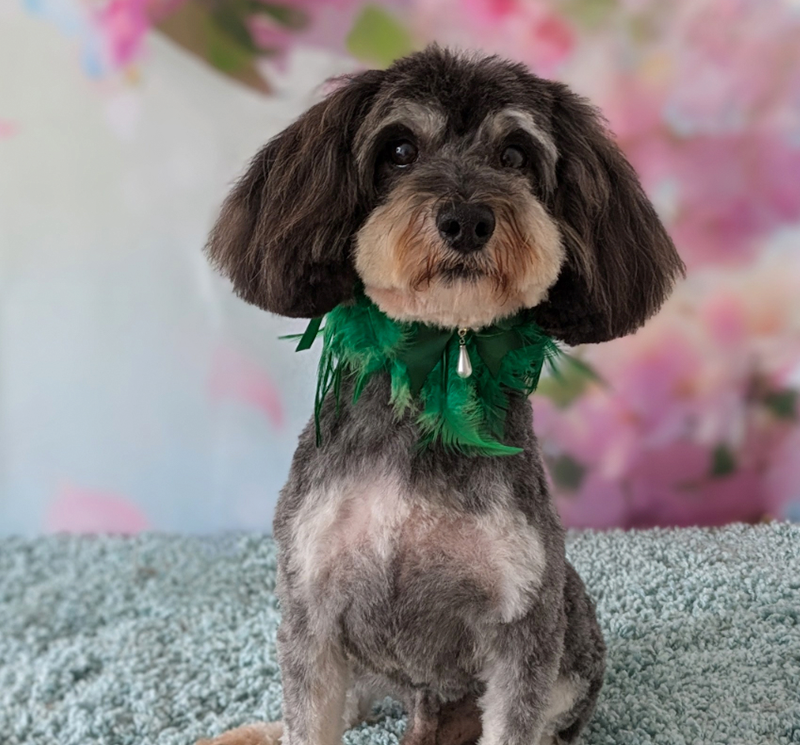 image of a havapoo puppy wearing a green bow with a floral background behind it