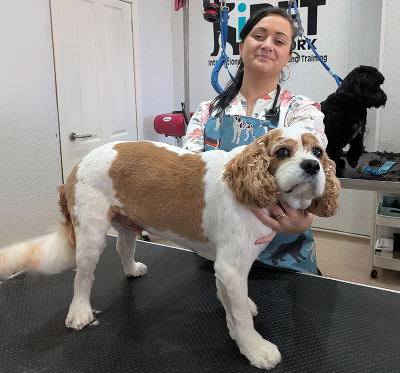 female dog grooming student proudly showing a groomed king Charles spaniel on grooming table