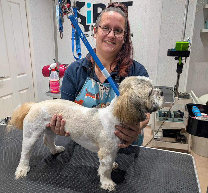 female dog grooming student proudly showing a groomed cockapoo on grooming table