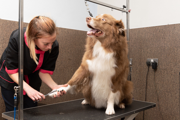 Dog having toenails clipped by a student dog groomer