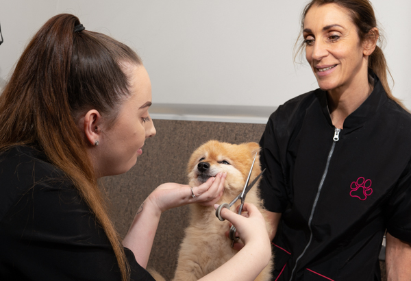 Senior dog groomer overseeing a female student performing a groom with scissors