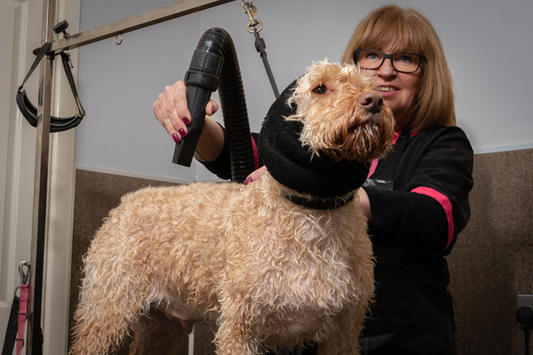 Dog grooming student drying down a dog after wash with hair dryer